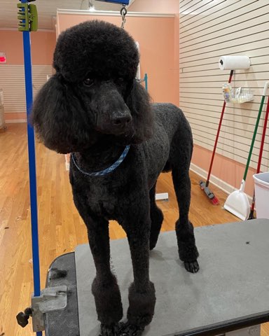 Glitz and Glamour Dog Grooming - Plainfield, IL