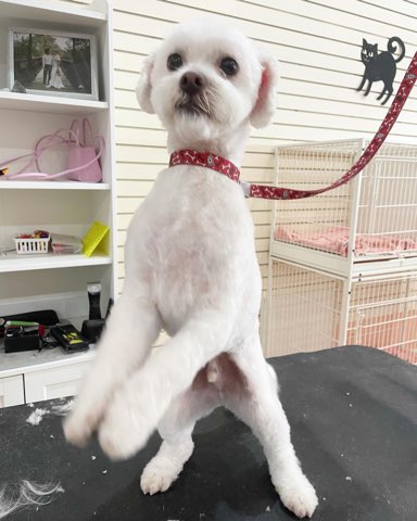 Glitz and Glamour Dog Grooming - Plainfield, IL